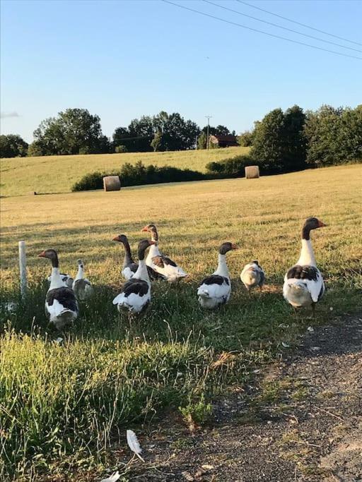 « Le Vieux Hangar » Gite A La Ferme Truffe ภายนอก รูปภาพ